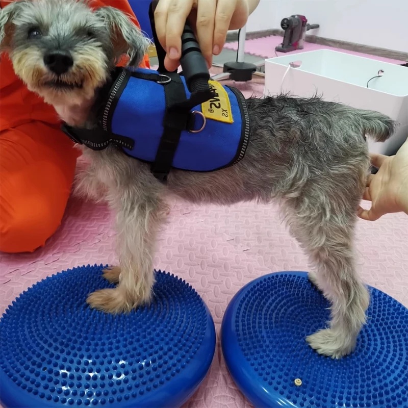 Disco de Equilibrio para Perro - Balance Cushion Disc reseña y precio