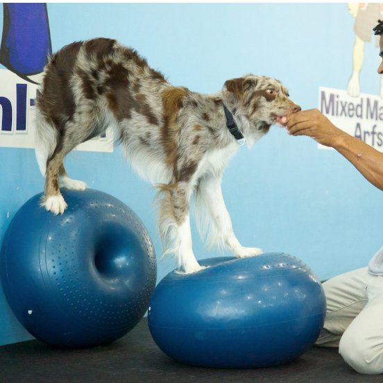 Disco de Equilibrio para Perro - Balance Cushion Disc reseña y precio